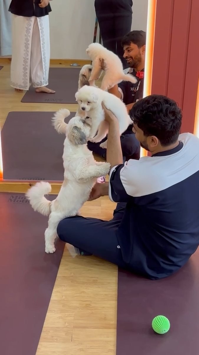 A puppy being lifted up on the mats.